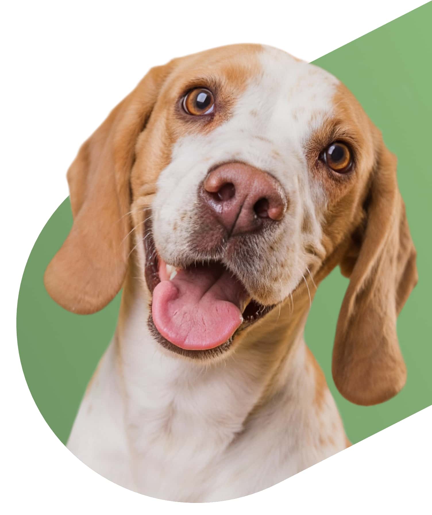 Przychodnia Weterynaryjna Pod Lipą - Warszawa, Kabaty | Profesjonalna opieka medyczna w przyjaznej atmosferze