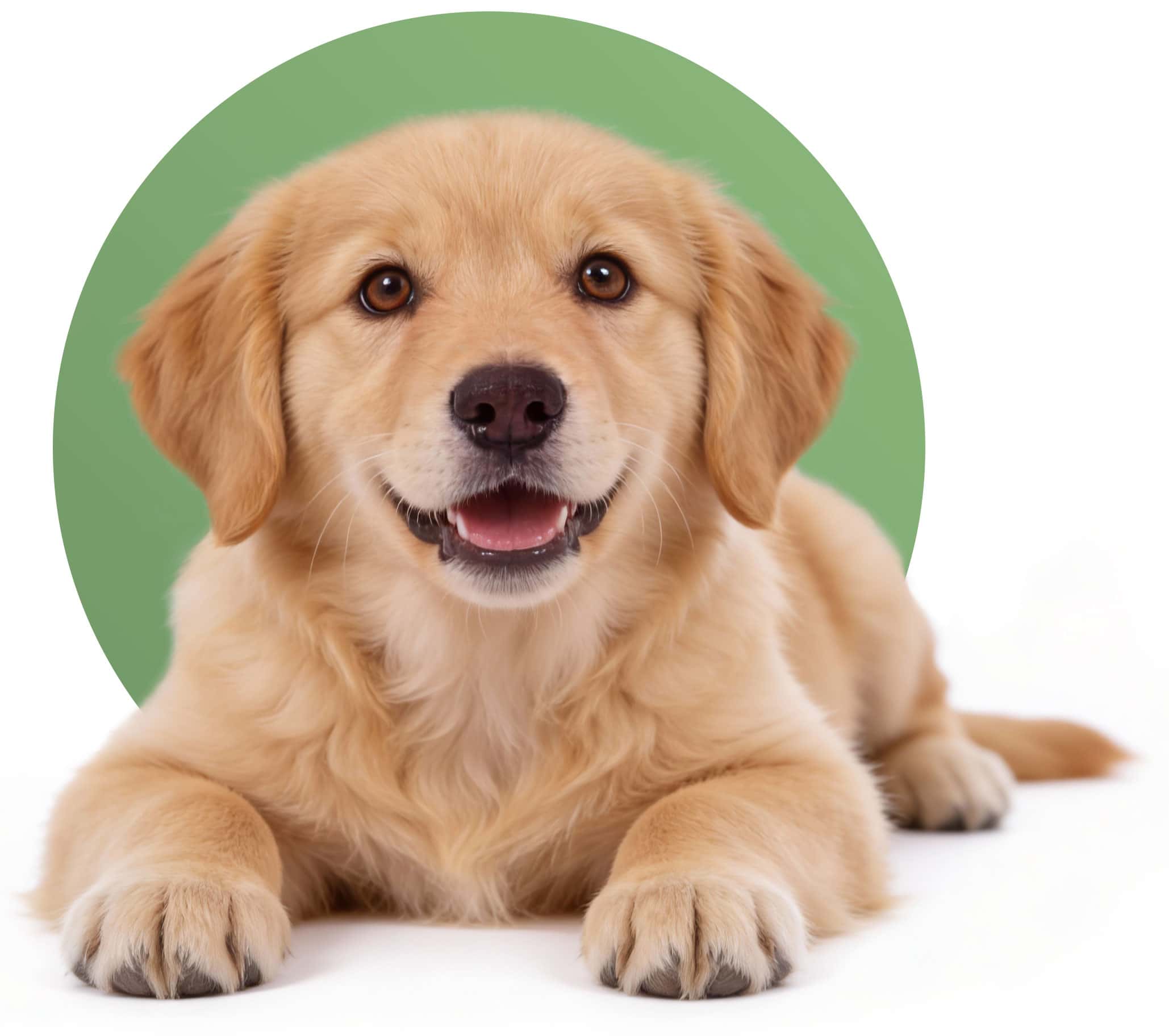 Dlaczego my? | Przychodnia Weterynaryjna Pod Lipą - Warszawa, Kabaty | Profesjonalna opieka medyczna w przyjaznej atmosferze